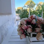 Brachychiton * Ostuni