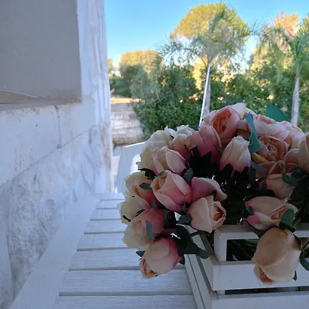 Brachychiton * Ostuni